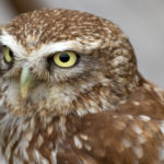 Little Owl